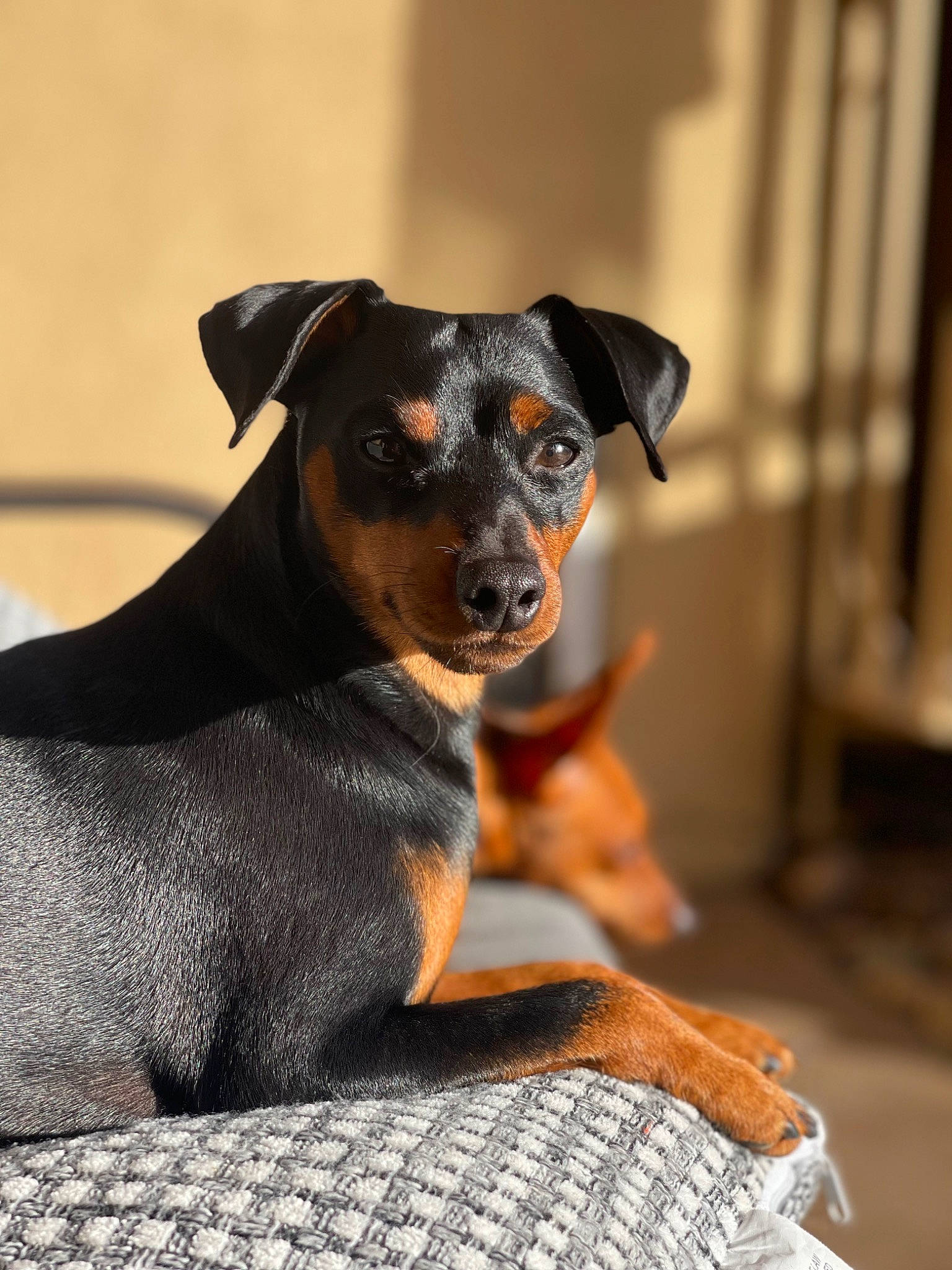 Rocky joined the competition — help win amazing prizes! canidae, carnivore, companion_dog, dog, dog_breed, fawn, guard_dog, plant, puppy, sporting_group, terrestrial_animal, toy_dog, whiskers, working_animal, working_dog