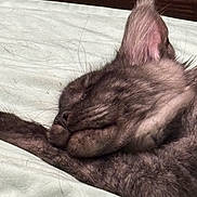 Diesel is registered to the contest to win money with this photo: animal, bed, blanket, brown, cat, close_up, curled_up, cute, ears, fur, hairless_cat, indoors, kitten, nap, paws, pet, relaxed, sleeping, tail, wrinkles