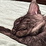 kitten, cat, hairless_cat, sleeping, curled_up, animal, pet, fur, wrinkles, ears, tail, paws, blanket, bed, indoors, close_up, nap, cute, brown, relaxed