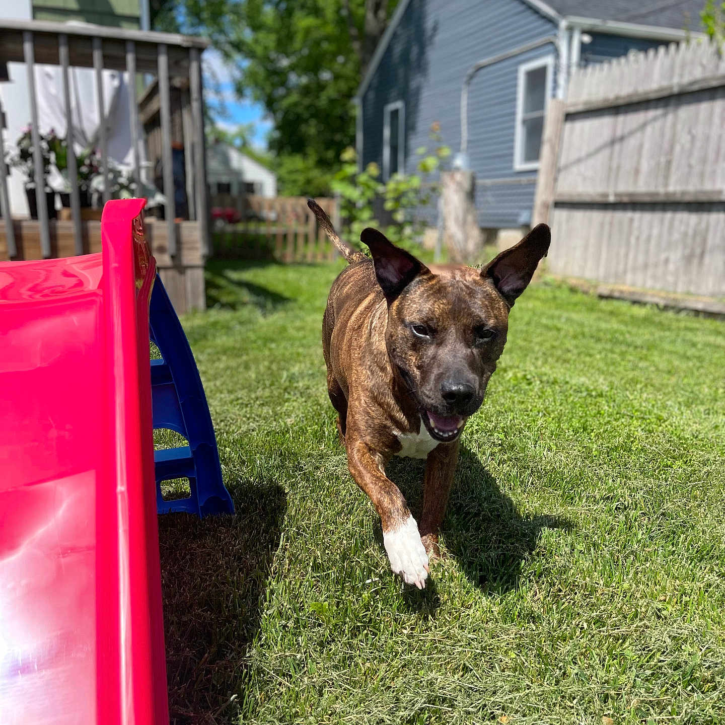 Hercules joined the competition — help win amazing prizes! animal, backyard, brindle, canine, daylight, dog, ears_up, fence, grass, greenery, happy, house, nature, outdoor, pet, play, running, slide, smiling, sunny