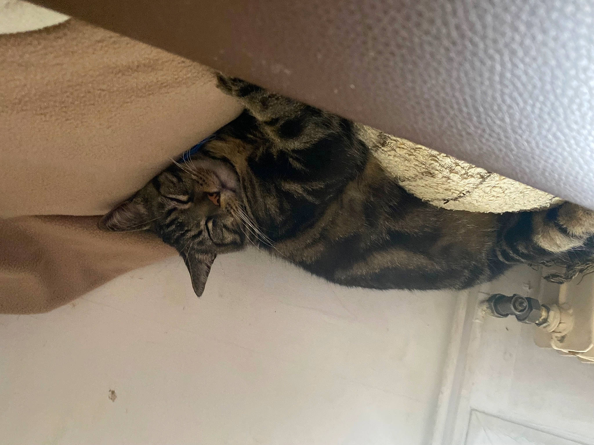 Simba a rejoint le concours — aidez-le/la à gagner de superbes lots ! bat, claw, comfort, felidae, flooring, foot, fur, gesture, grey, hardwood, human_leg, linens, pattern, room, sleeve, small_to_medium_sized_cats, tail, thigh, wing, wood