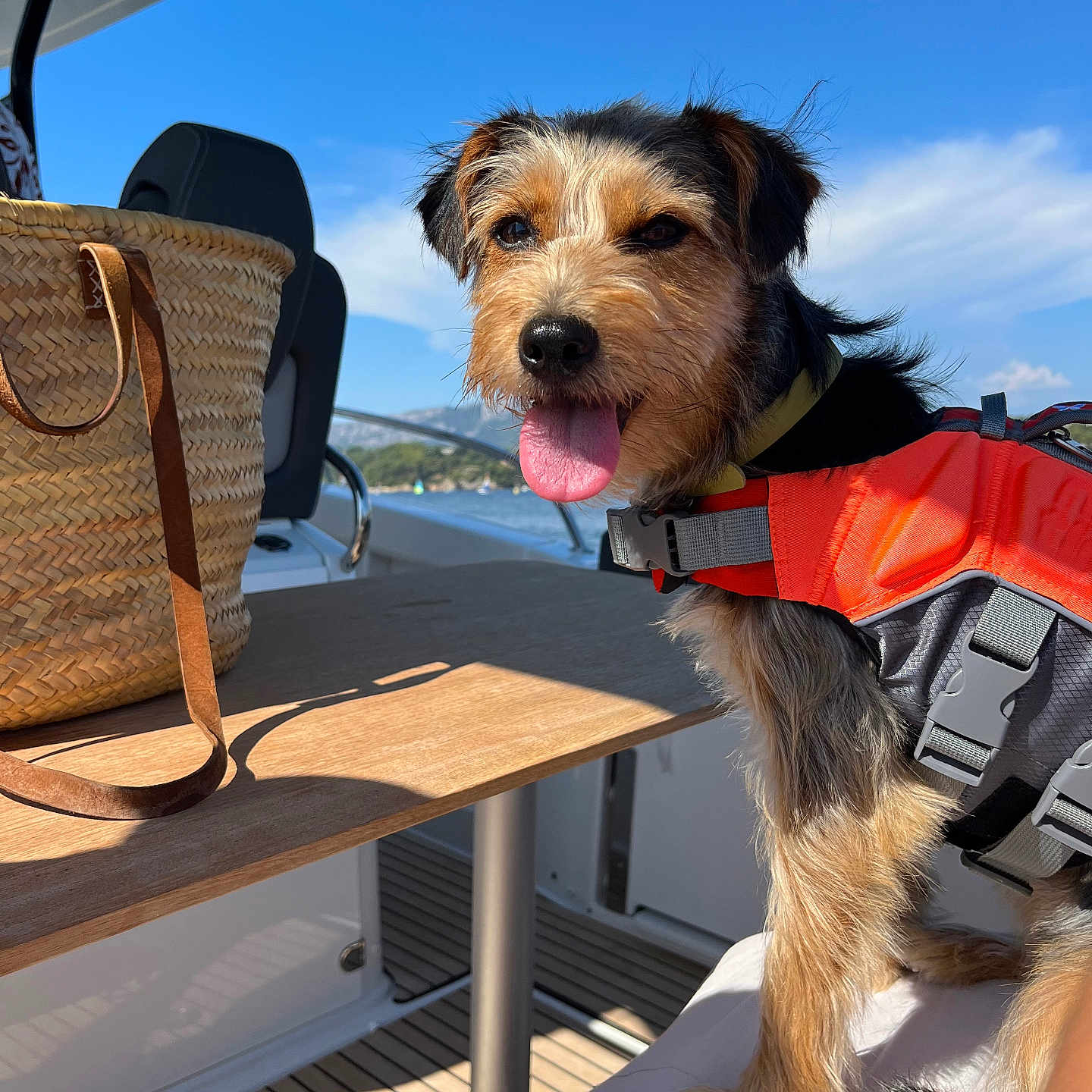 Sockette a rejoint le concours — aidez-le/la à gagner de superbes lots ! accessories, airedale, animal, bag, basket, canine, chair, clothing, couch, dog, furniture, handbag, lifejacket, person, pet, puppy, strap, terrier, vest, wood