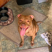 Kano joined the competition — help win amazing prizes! dog, brown_dog, happy, tongue_out, sitting, kitchen, floor, rug, tile_floor, pet_bowl, container, smiling_dog, indoor, animal, mammal, playful, looking_up, ears, tail, paw