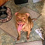 dog, brown_dog, happy, tongue_out, sitting, kitchen, floor, rug, tile_floor, pet_bowl, container, smiling_dog, indoor, animal, mammal, playful, looking_up, ears, tail, paw