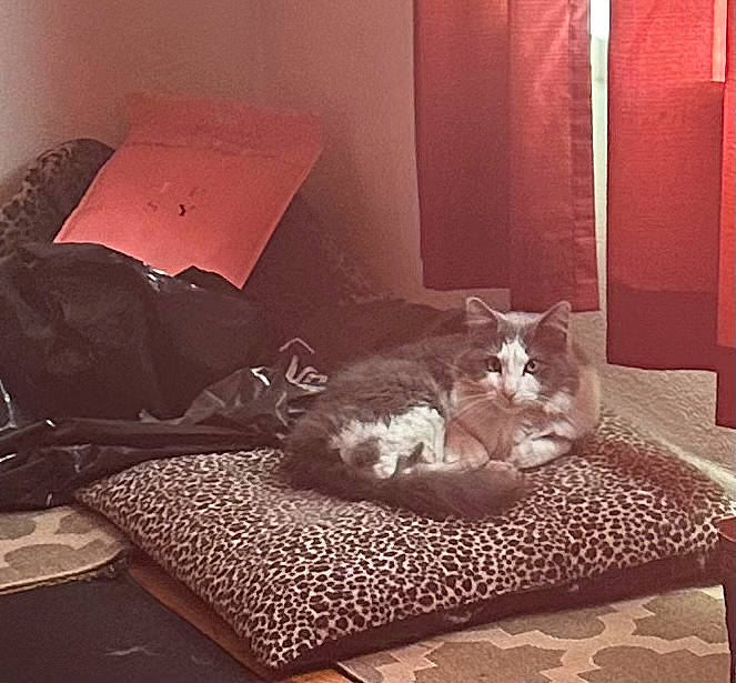 Ari joined the competition — help win amazing prizes! carnivore, cat, chair, comfort, couch, felidae, floor, flooring, furniture, grey, hardwood, interior_design, living_room, small_to_medium_sized_cats, studio_couch, tail, textile, tints_and_shades, whiskers, wood