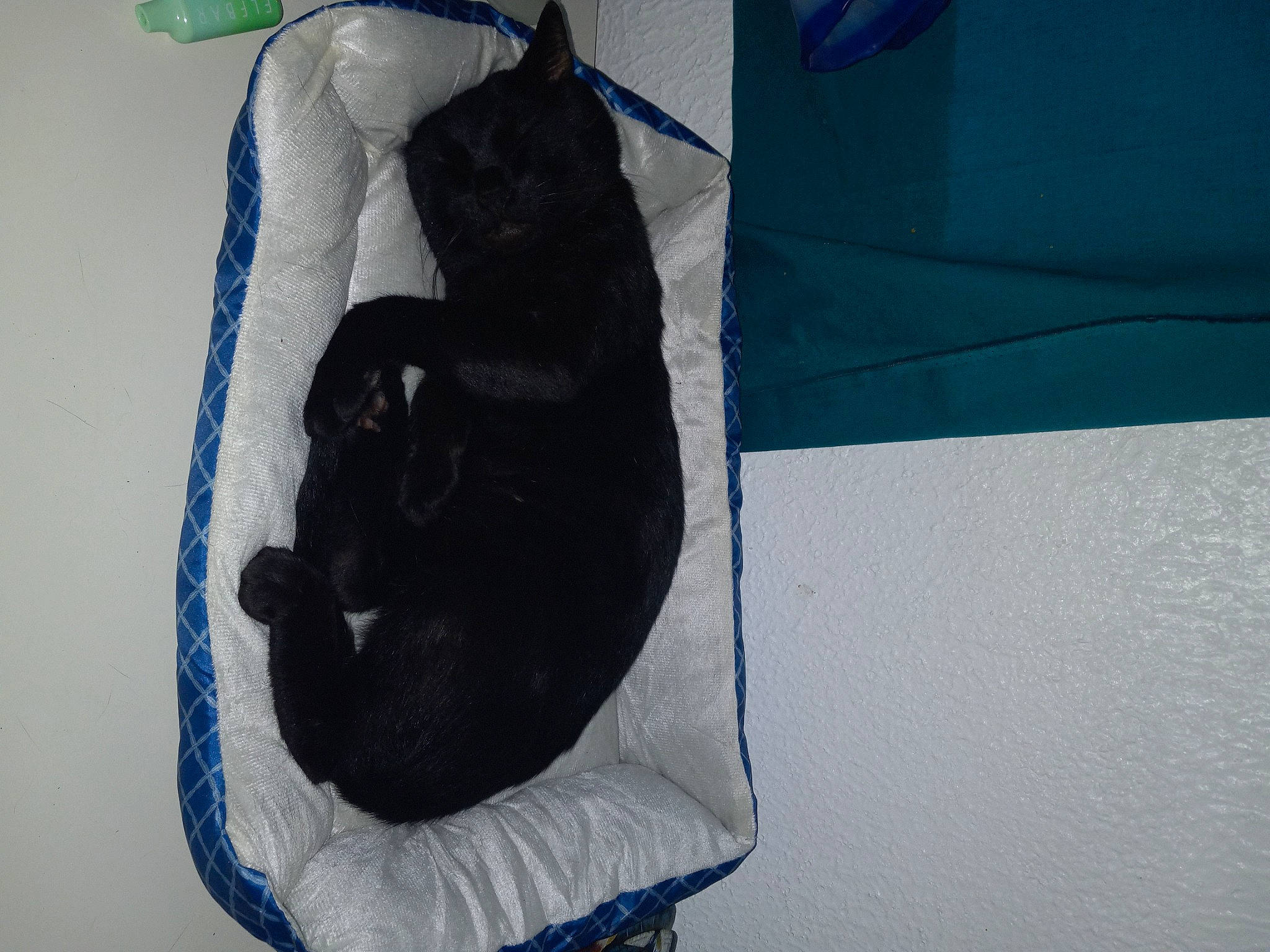 Boudreaux is registered to the contest to win money with this photo: blue, canidae, carnivore, cat, comfort, companion_dog, dog_breed, elbow, electric_blue, felidae, fur, gesture, linens, non_sporting_group, sleeve, small_to_medium_sized_cats, sporting_group, tail, wrist