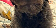 Benji joined the competition — help win amazing prizes! animal, bed, black_fur, blanket, close_up, comfort, cozy, curious, curly_fur, cute, dog, fur, home, indoor, laying_down, looking_at_camera, pet, relaxed, small_dog, toy