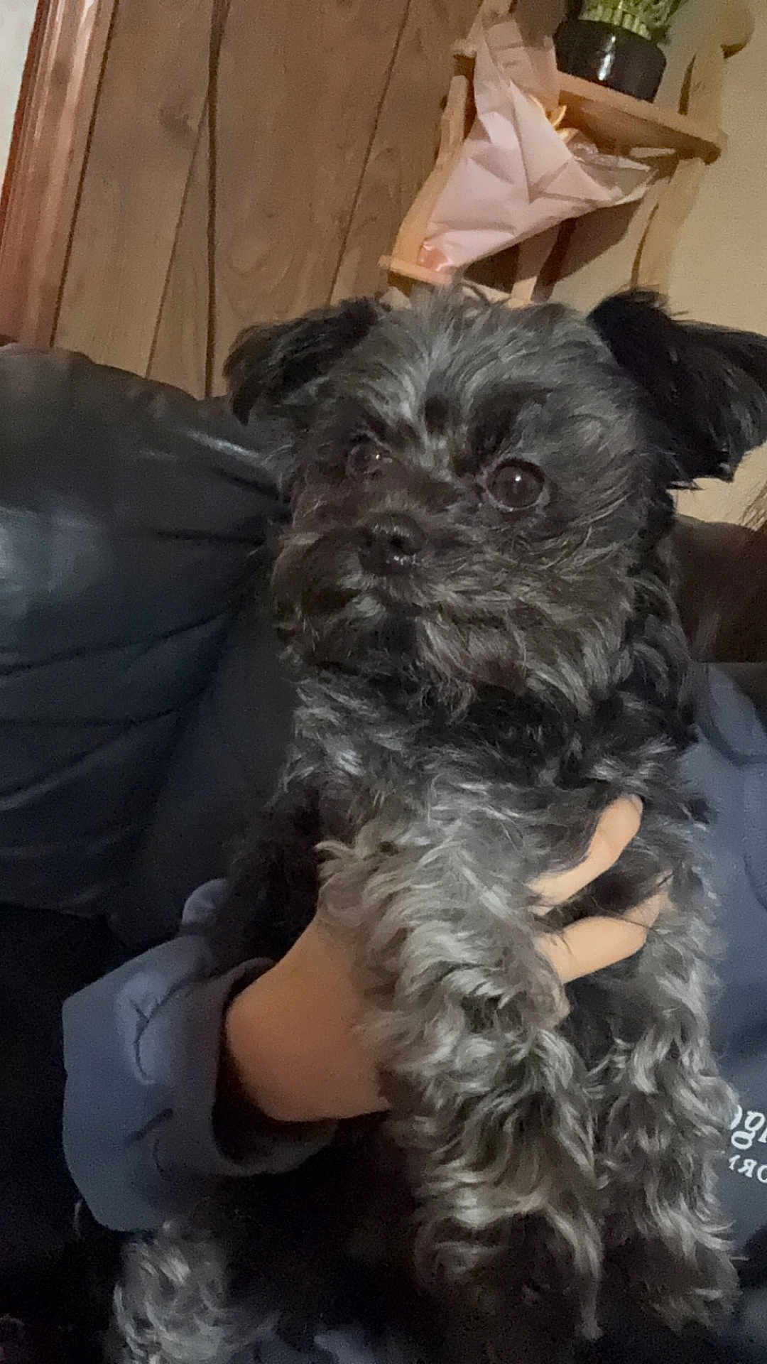 Benji