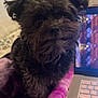 Benji joined the competition — help win amazing prizes! animal, attention, black_dog, blanket, closeup, companion, computer, cozy, curious, dog, face, fluffy, fur, home, indoor, laptop, pet, resting, soft, technology