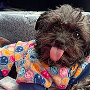 Benji is registered to the contest to win money with this photo: adorable, animal, blanket, canine, close_up, colorful, companion, cozy, cute, dog, fur, indoor, pet, playful, resting, smiley_faces, soft, sweater, tongue_out, warm