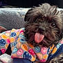 adorable, animal, blanket, canine, close_up, colorful, companion, cozy, cute, dog, fur, indoor, pet, playful, resting, smiley_faces, soft, sweater, tongue_out, warm