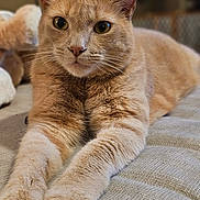 Cinnamon joined the competition — help win amazing prizes! cat, orange_tabby, feline, pet, animal, indoor, closeup, paws, fur, relaxed, lying_down, whiskers, curious, eyes, mammal, soft_texture, cozy, domestic, portrait, resting