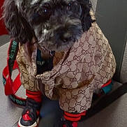 Nelly joined the competition — help win amazing prizes! accessory, animal, beige, black, clothing, collar, cute, dog, fashion, footwear, fur, indoor, jacket, leather_chair, pet, puppy, red, sitting, small_dog, sneakers