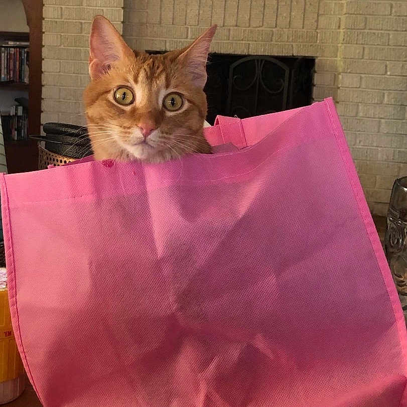 Kiki joined the competition — help win amazing prizes! cat, orange_tabby, pink_bag, shopping_bag, curious, wide_eyes, indoor, fireplace, wooden_table, living_room, pet, animal, cute, domestic_cat, feline, household, cozy, fur, whiskers, ears