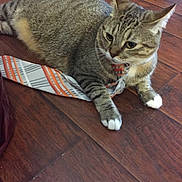 Mío joined the competition — help win amazing prizes! cat, tabby, pet, animal, indoor, floor, wooden_floor, tie, striped_tie, curious, laying_down, paws, whiskers, ears, feline, domestic_cat, relaxed, cute, fur, close_up