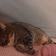 Mío is registered to the contest to win money with this photo: animal, bed, blanket, cat, comfort, cozy, cute, domestic, feline, fur, indoor, pet, pink, polka_dot, relaxation, resting, sleeping, soft, tabby, whiskers