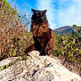 cat, fluffy, black_cat, rock, nature, outdoor, greenery, blue_sky, clouds, mountain, wild_plants, sunlight, animal, pet, feline, portrait, sitting, regal, majestic, fur