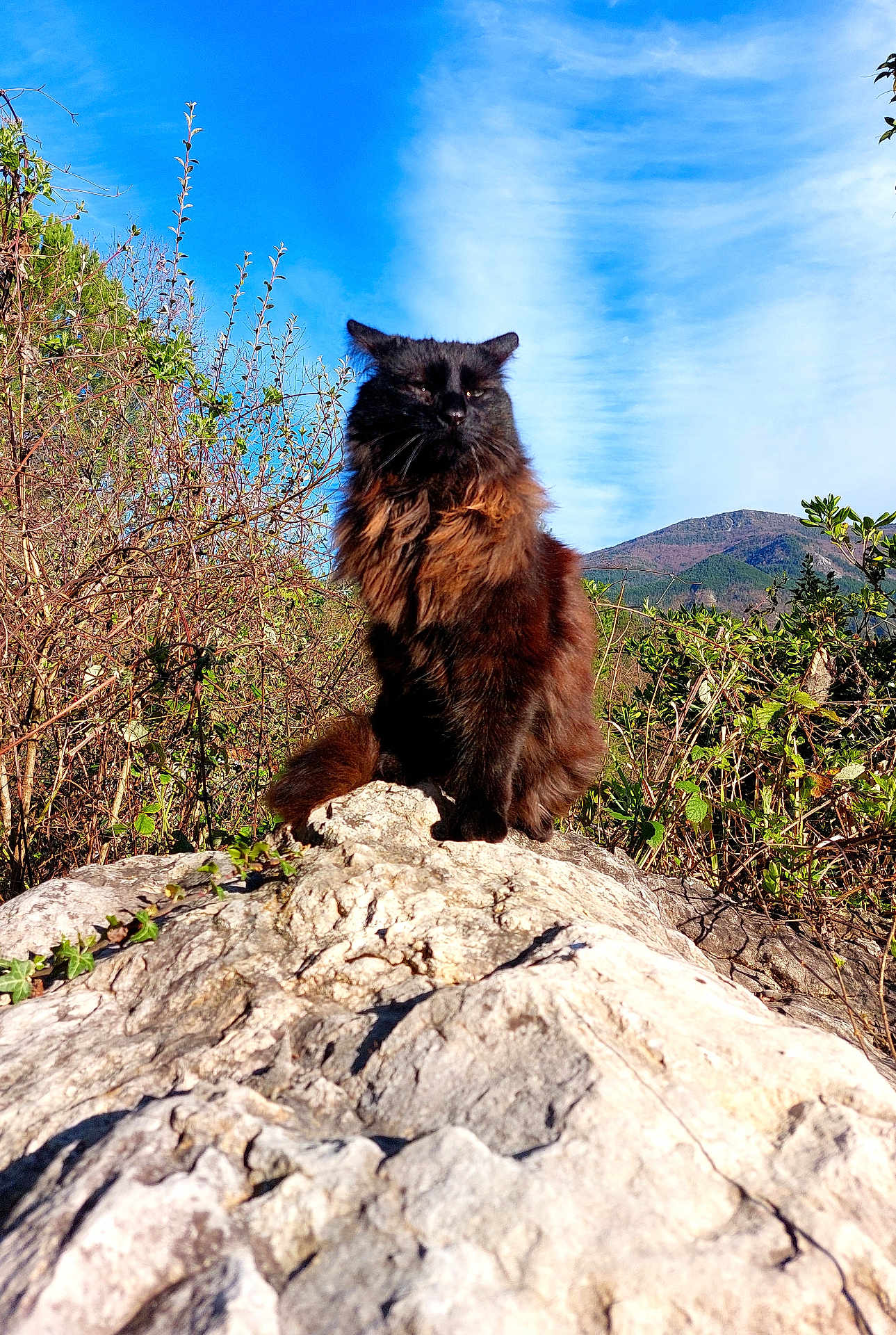 Gus participe au concours pour gagner de l'argent avec cette photo : cat, fluffy, black_cat, rock, nature, outdoor, greenery, blue_sky, clouds, mountain, wild_plants, sunlight, animal, pet, feline, portrait, sitting, regal, majestic, fur
