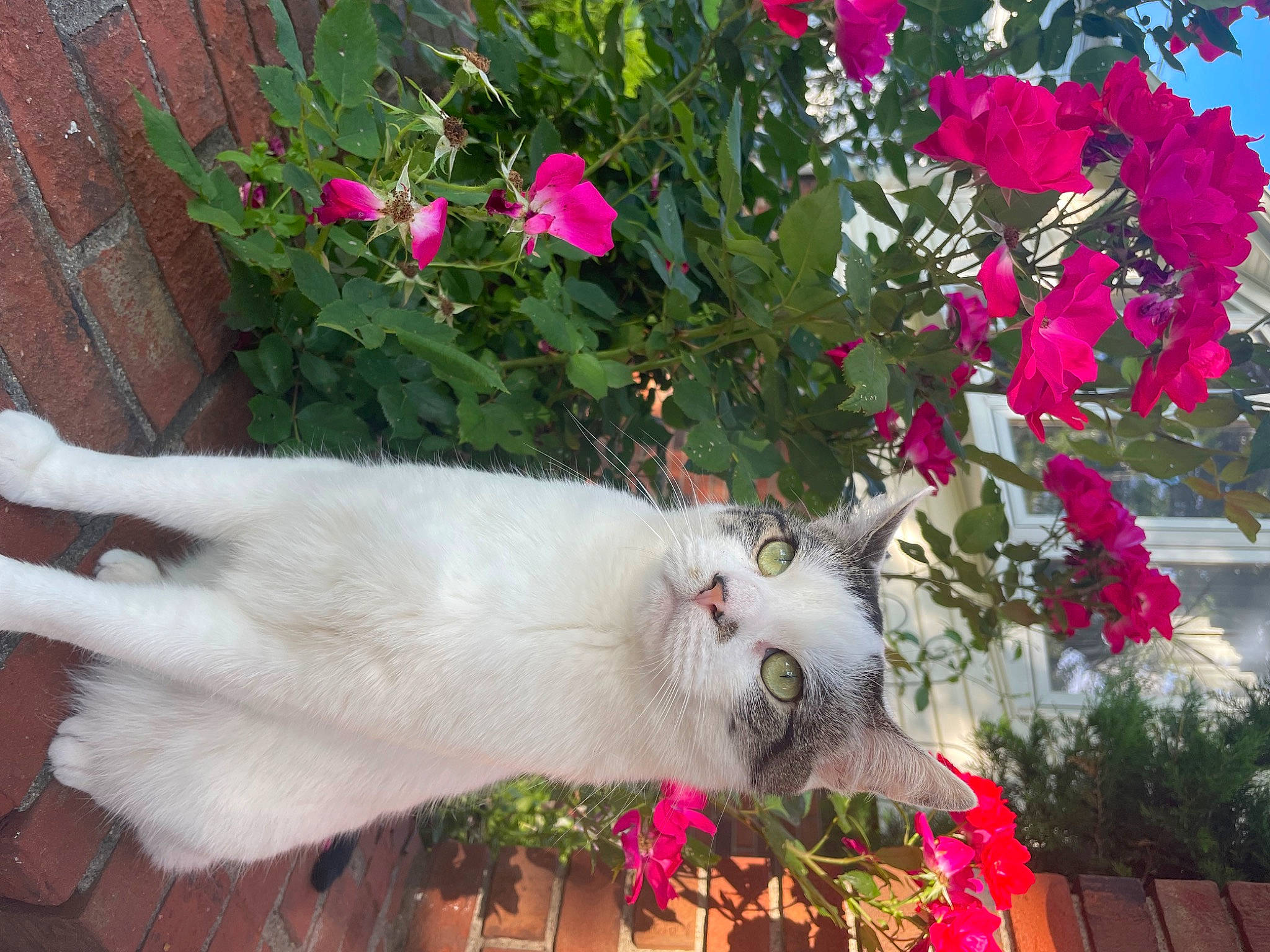 Bambi joined the competition — help win amazing prizes! annual_plant, art, carmine, carnivore, cat, domestic_short_haired_cat, felidae, flower, flowering_plant, grass, herbaceous_plant, petal, pink, plant, rose_family, shrub, small_to_medium_sized_cats, tail, tree, whiskers