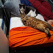 Kevin joined the competition — help win amazing prizes! cat, bed, orange_sheet, pillow, person, relaxing, indoor, feline, tabby_cat, black_and_white_cat, lounging, mattress, casual, comfort, domestic, pet, resting, cozy, home, pants