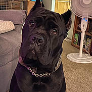 Bagel joined the competition — help win amazing prizes! dog, black_dog, pet, indoor, living_room, chain_collar, couch, fan, carpet, furniture, ears, face, canine, domestic_animal, looking, sitting, household, floor, portrait, companion