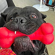 Bubbles joined the competition — help win amazing prizes! dog, black_dog, large_dog, toy, red_toy, bone_toy, pet, indoor, carpet, chain_collar, close_up, playful, animal, canine, human_hand, furniture, living_room, nose, fang, eyes