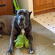 Mr. Bean is registered to the contest to win money with this photo: dog, indoor, carpet, stuffed_toy, alligator_toy, brown_dog, chain_collar, wooden_cabinet, floor_tiles, pet, animal, paw, toy, home, relaxed, mammal, domestic_animal, living_room, furniture, companion