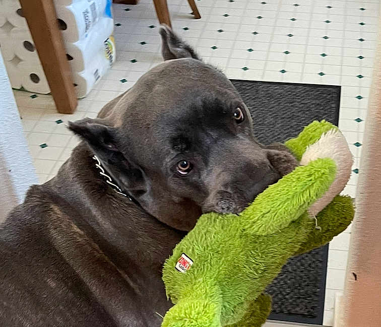 Mr. Bean is registered to the contest to win money with this photo: dog, toy, plush_toy, indoor, floor, tile_floor, pet, animal, playful, looking_back, brown_dog, household, mat, collar, ears, fur, closeup, domestic, pet_toy, chewing