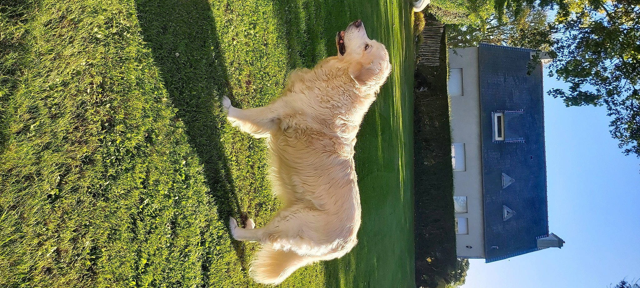 Eole participe au concours pour gagner de l'argent avec cette photo : canidae, cockatoo, companion_dog, fawn, felidae, fur, grass, groundcover, plant, small_to_medium_sized_cats, sporting_group, tail, terrestrial_animal, tree, trunk, whiskers, wildlife, wood