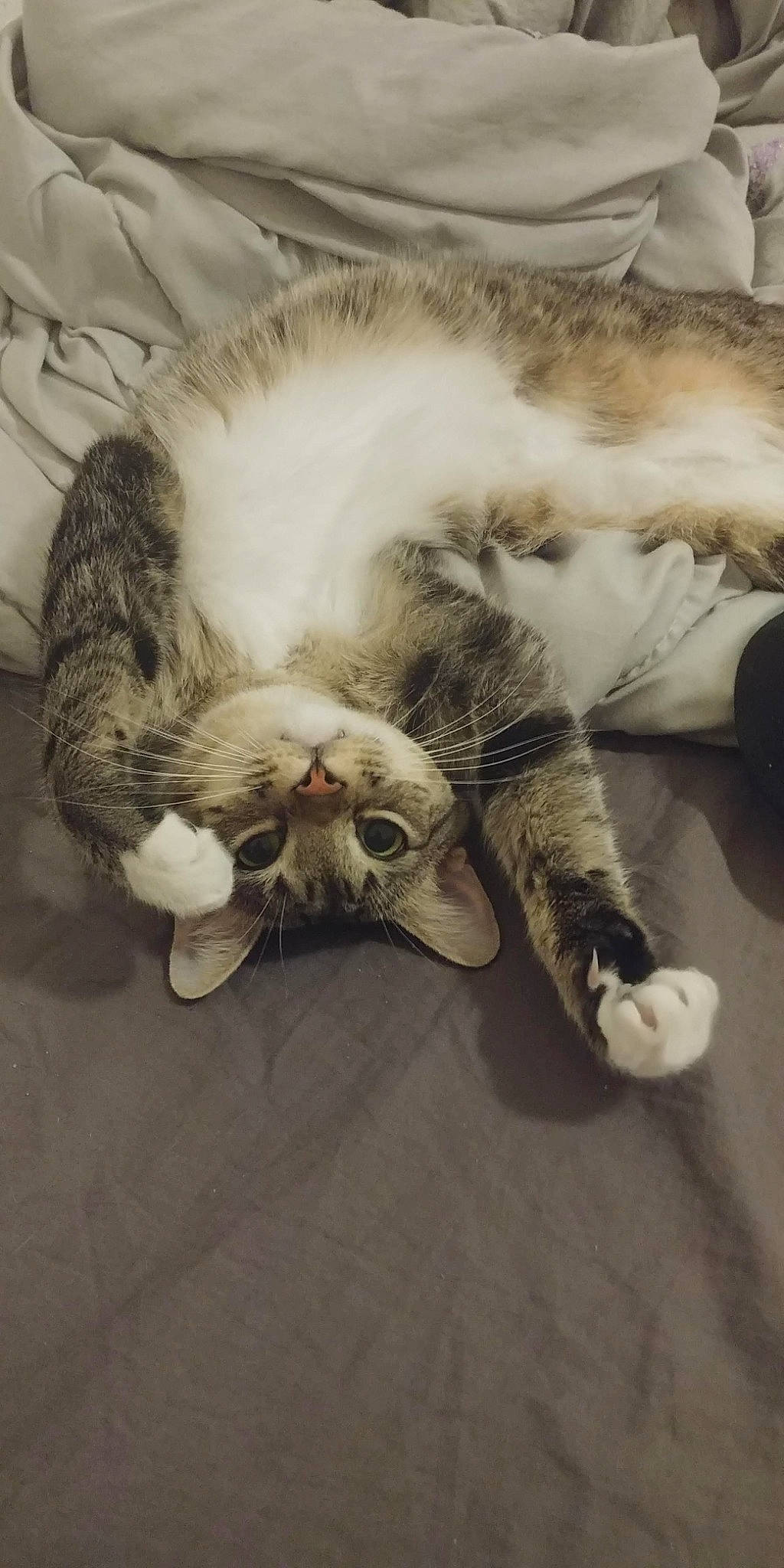 Puchu is registered to the contest to win money with this photo: carnivore, cat, claw, comfort, domestic_short_haired_cat, eye, fang, felidae, foot, fur, grey, head, nap, paw, sleep, small_to_medium_sized_cats, snout, tail, whiskers, yawn