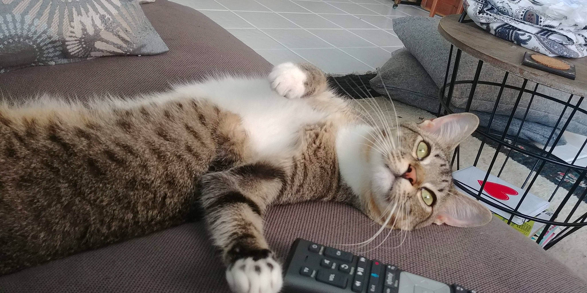 Puchu joined the competition — help win amazing prizes! carnivore, cat, chair, claw, comfort, domestic_short_haired_cat, felidae, fur, laptop, nap, office_equipment, paw, small_to_medium_sized_cats, snout, tail, terrestrial_animal, whiskers