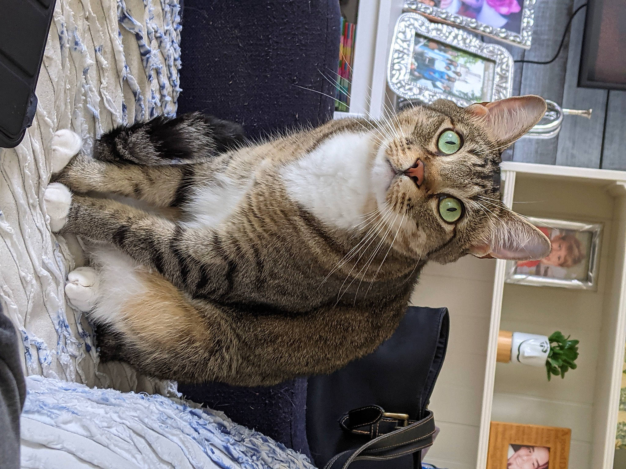 Puchu joined the competition — help win amazing prizes! art, carnivore, cat, claw, domestic_short_haired_cat, felidae, fur, paw, plant, small_to_medium_sized_cats, snout, tail, whiskers, window