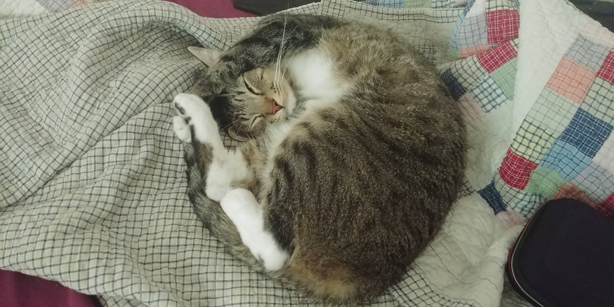 Puchu joined the competition — help win amazing prizes! carnivore, cat, claw, comfort, domestic_short_haired_cat, felidae, fur, grey, nap, pattern, paw, plaid, sleep, small_to_medium_sized_cats, snout, tail, whiskers