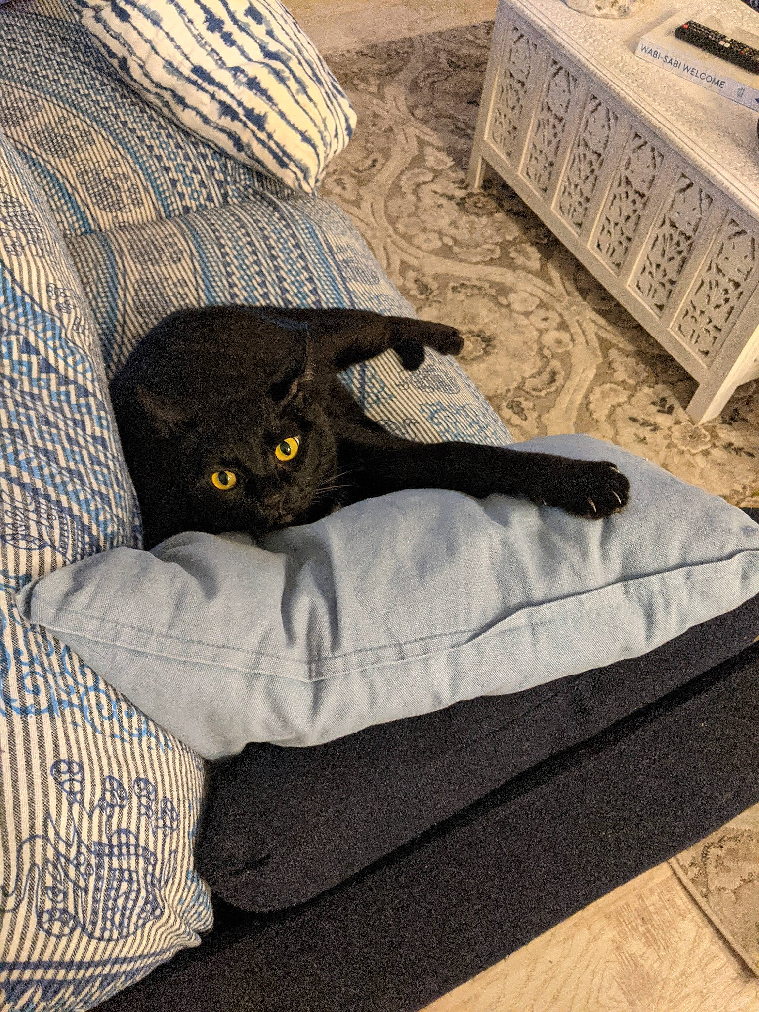 Pichi is registered to the contest to win money with this photo: bag, bed, bed_sheet, bedding, bedroom, black_cat, carnivore, cat, comfort, domestic_short_haired_cat, felidae, fur, grey, linens, luggage_and_bags, small_to_medium_sized_cats, tail, textile, whiskers, wood