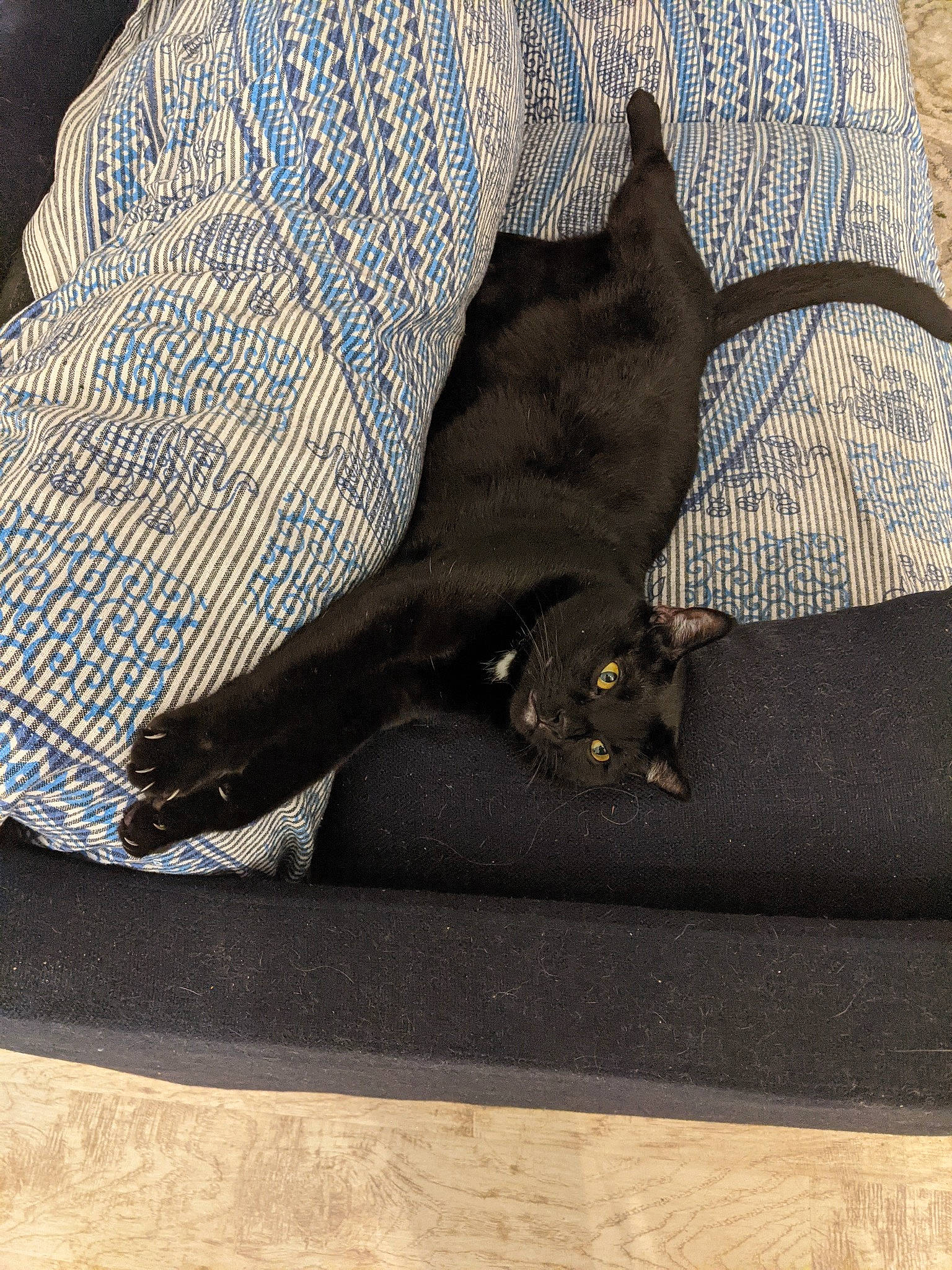 Pichi joined the competition — help win amazing prizes! black_cat, canidae, carnivore, cat, comfort, companion_dog, dog, dog_breed, fashion_accessory, fawn, felidae, fur, grey, small_to_medium_sized_cats, snout, sporting_group, tail, terrestrial_animal, tints_and_shades, whiskers