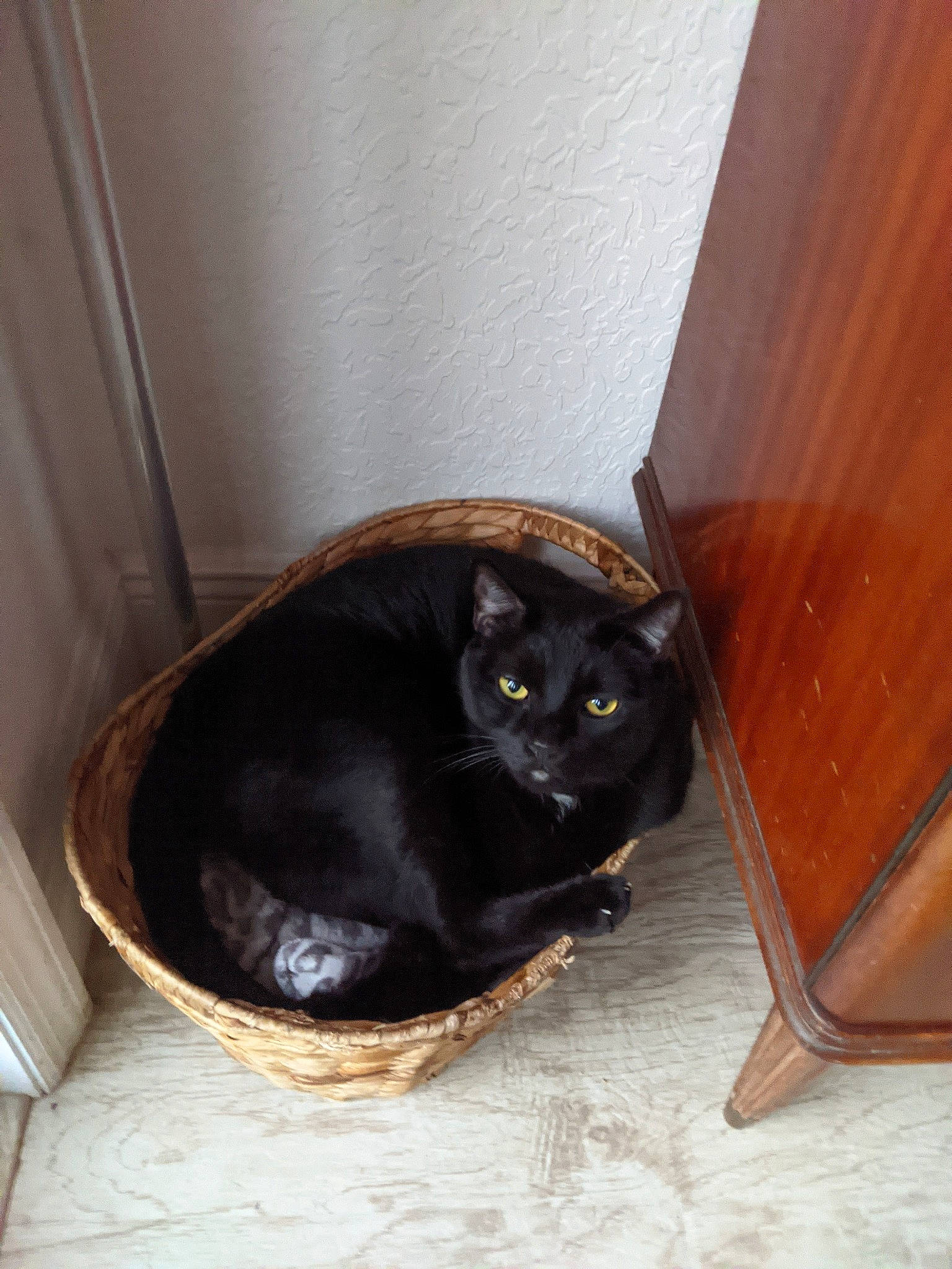 Pichi joined the competition — help win amazing prizes! black_cat, bombay, carnivore, cat, cat_supply, comfort, domestic_short_haired_cat, felidae, flooring, hardwood, mammal, pet_supply, room, small_to_medium_sized_cats, snout, tail, vertebrate, whiskers, window, wood