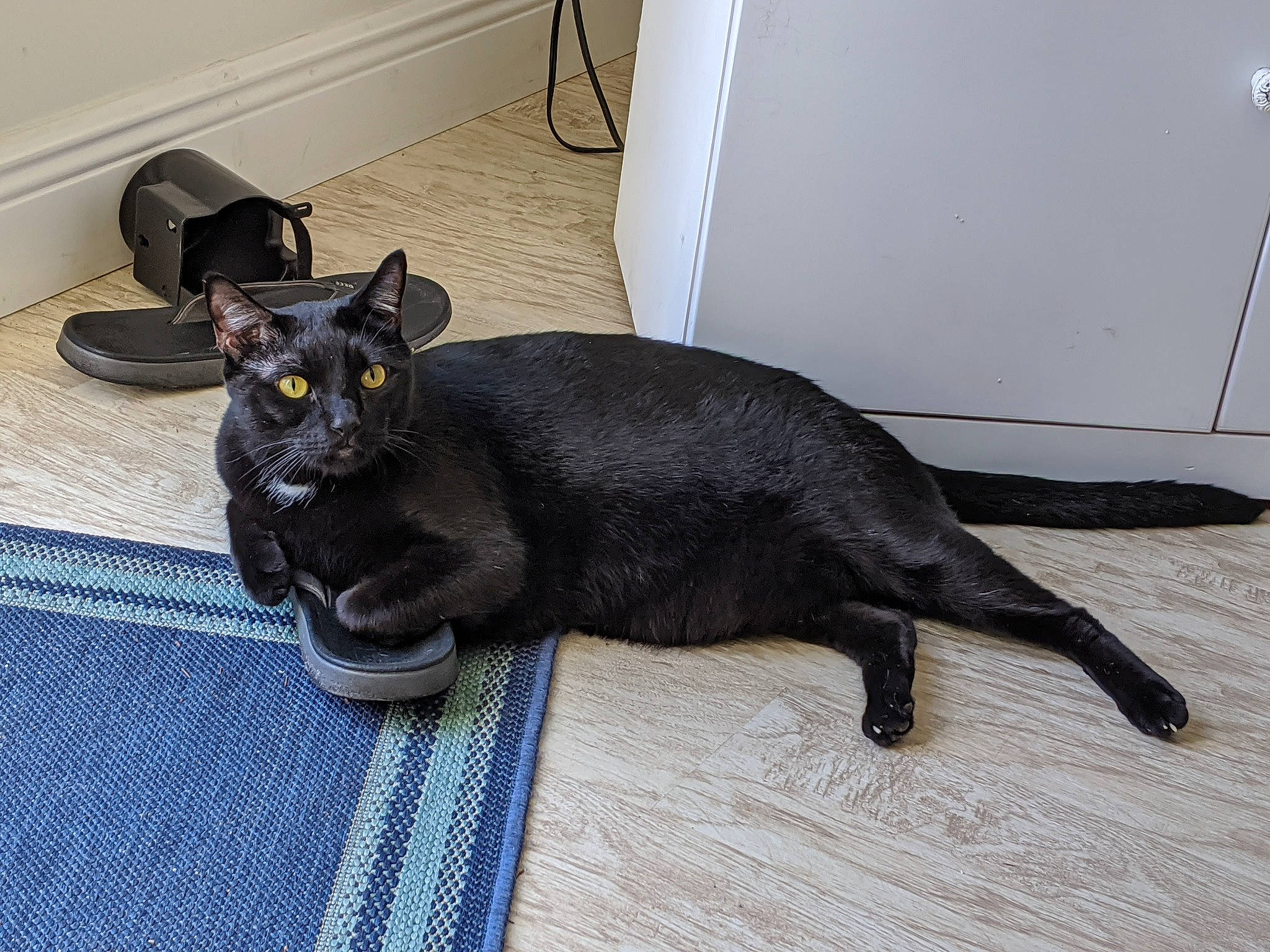 Pichi is registered to the contest to win money with this photo: black_cat, bombay, carnivore, cat, claw, comfort, dog_breed, domestic_short_haired_cat, felidae, floor, flooring, fur, grey, houseplant, plant, small_to_medium_sized_cats, snout, tail, terrestrial_animal, whiskers