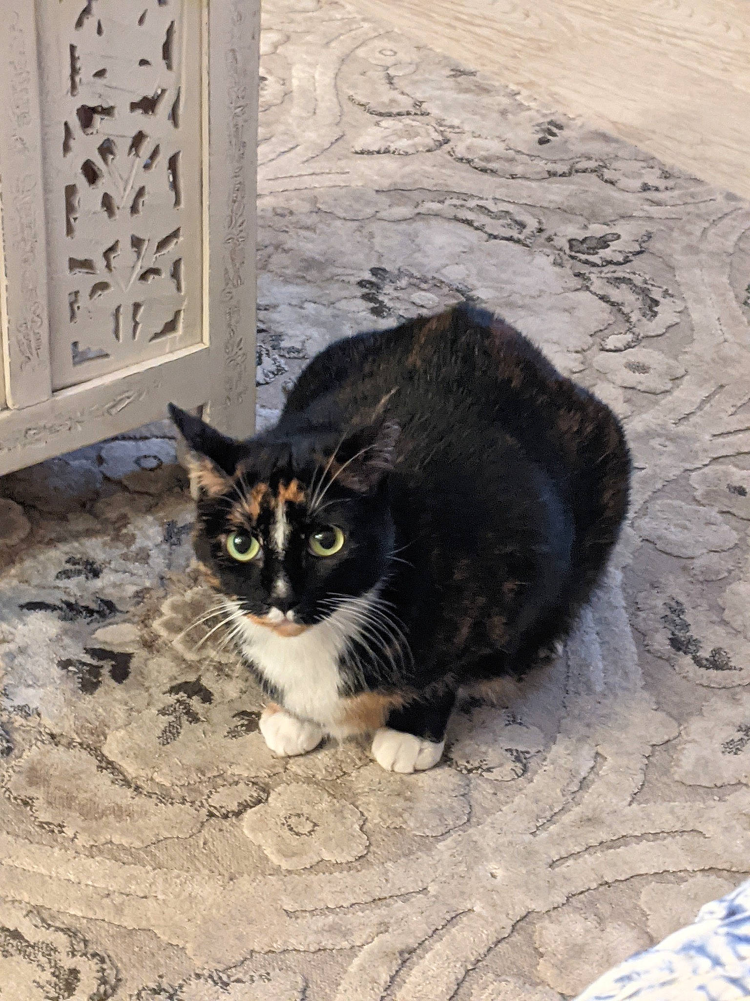 Chuchu is registered to the contest to win money with this photo: carnivore, cat, domestic_short_haired_cat, door, felidae, flooring, fur, grass, grey, paw, road_surface, sand, sitting, small_to_medium_sized_cats, tail, tree, whiskers, window, winter, wood