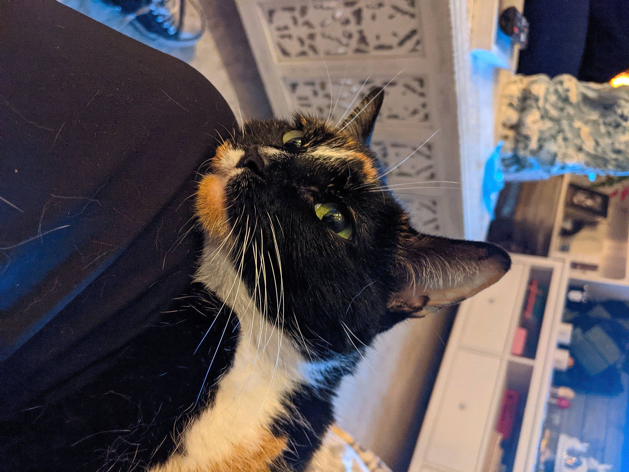 Chuchu is registered to the contest to win money with this photo: carnivore, cat, claw, comfort, domestic_short_haired_cat, electric_blue, felidae, fur, paw, pet_supply, small_to_medium_sized_cats, snout, tail, terrestrial_animal, whiskers, window, windshield