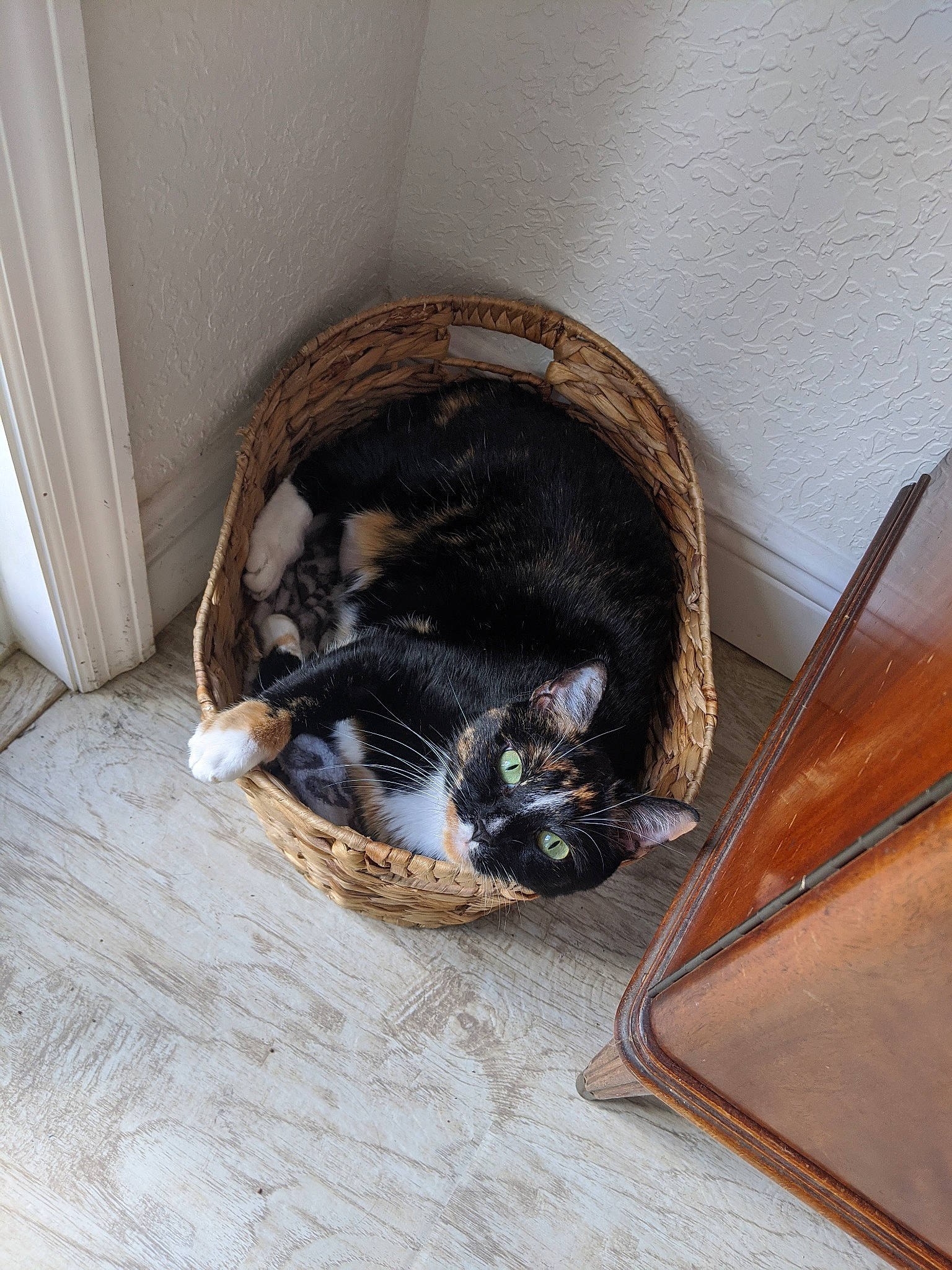 Chuchu is registered to the contest to win money with this photo: animal_shelter, brown, carnivore, cat, comfort, dog_breed, domestic_short_haired_cat, felidae, floor, flooring, fur, hardwood, pet_supply, small_to_medium_sized_cats, snout, sporting_group, tail, vertebrate, whiskers, wood