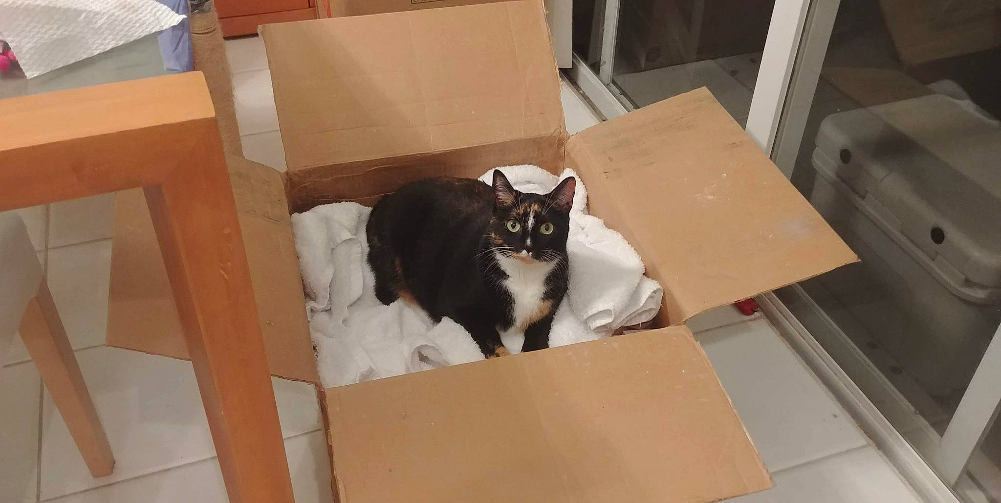 Chuchu is registered to the contest to win money with this photo: box, cardboard, carnivore, carton, cat, domestic_short_haired_cat, felidae, flooring, hardwood, packaging_and_labeling, packing_materials, paper_product, pet_supply, plywood, room, shipping_box, small_to_medium_sized_cats, whiskers, wood, wood_stain