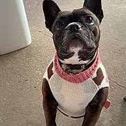 Maggie joined the competition — help win amazing prizes! dog, french_bulldog, sweater, pet, animal, cute, looking_up, paws, person, clothing, outdoor, concrete_floor, black_dog, white_and_pink, collar, close_up, adorable, standing, pet_wear, companion