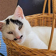 Zack a rejoint le concours — aidez-le/la à gagner de superbes lots ! cat, white_cat, black_markings, basket, woven_basket, pet, animal, relaxed, indoor, feline, sleepy, closeup, cute, whiskers, ears, face, resting, cozy, fur, nose