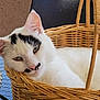 cat, white_cat, black_markings, basket, woven_basket, pet, animal, relaxed, indoor, feline, sleepy, closeup, cute, whiskers, ears, face, resting, cozy, fur, nose