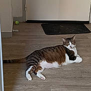 Simba a rejoint le concours — aidez-le/la à gagner de superbes lots ! cat, tabby_cat, white_cat, pet, animal, lying_down, relaxed, staring, indoor, hallway, floor, wood_floor, door, doorway, doormat, green_ball, whiskers, ears, tail, home