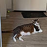 cat, tabby_cat, white_cat, pet, animal, lying_down, relaxed, staring, indoor, hallway, floor, wood_floor, door, doorway, doormat, green_ball, whiskers, ears, tail, home