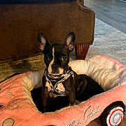 Nala is registered to the contest to win money with this photo: animal, black_and_white, brown_couch, car_bed, carpet, cozy, cute, dog, floor, furniture, harness, indoor, living_room, pet, pet_bed, plush_toy, puppy, seated, small_dog, wooden_floor