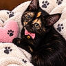 cat, kitten, tortoiseshell, black_cat, pet, animal, portrait, close_up, bow_tie, bell, pink, blanket, paw_print, cozy, indoor, lying_down, green_eyes, whiskers, fluffy, cute