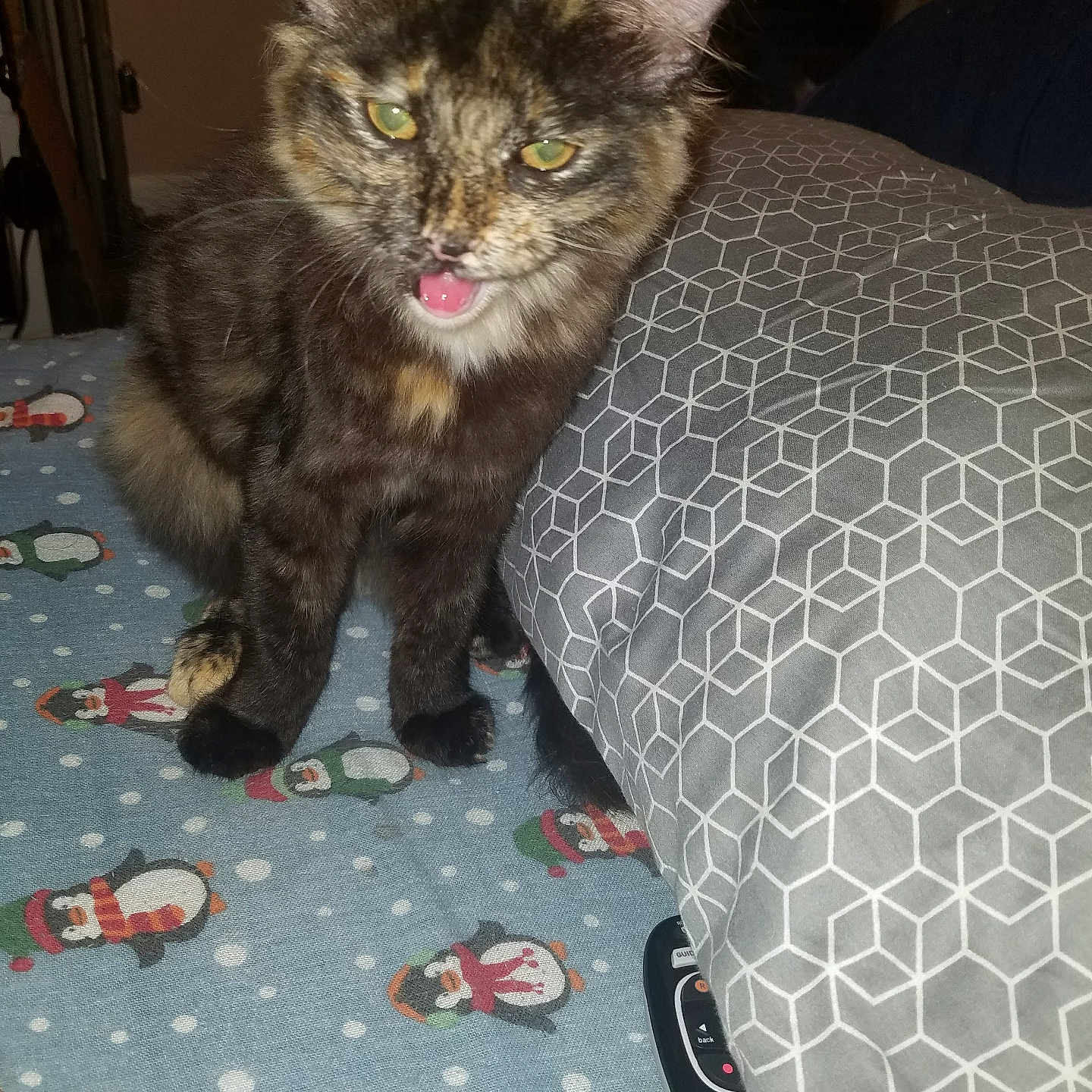 Chole joined the competition — help win amazing prizes! animal, bed, bedroom, bodypart, cat, couch, cushion, face, furniture, head, homedecor, indoors, kitten, mouth, person, pet, photography, portrait, quilt, room