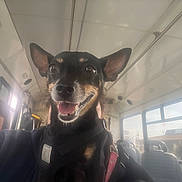 Eva joined the competition — help win amazing prizes! bus, candid, canine, dog, ear, face, happy, harness, human, indoor, leash, light, person, public_transport, reflection, seat, smiling, transportation, travel, window